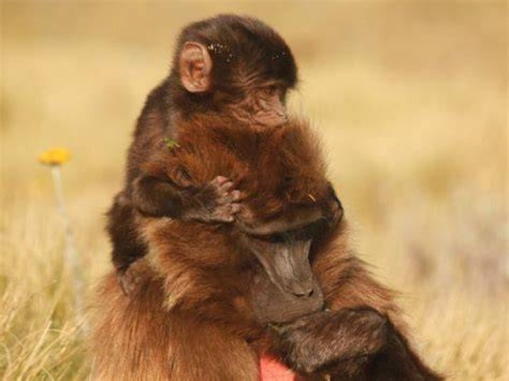 A New View Into The Primate Birthing Process