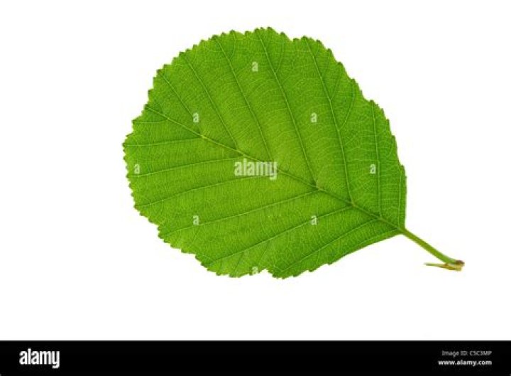 alder-tree