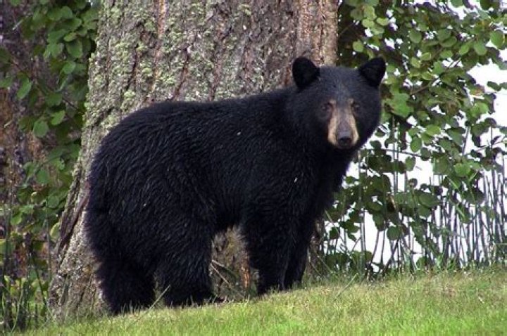 Are Black Bears Friendly