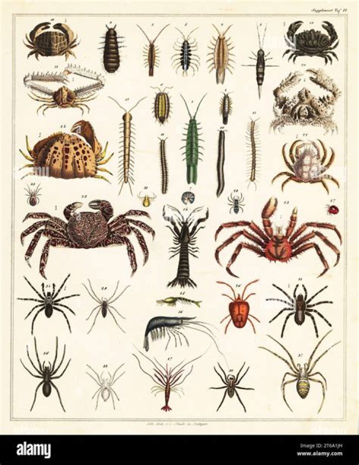 Are Crabs Bugs
