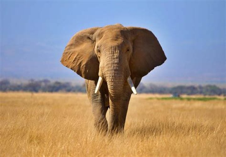 Are Elephants Gray