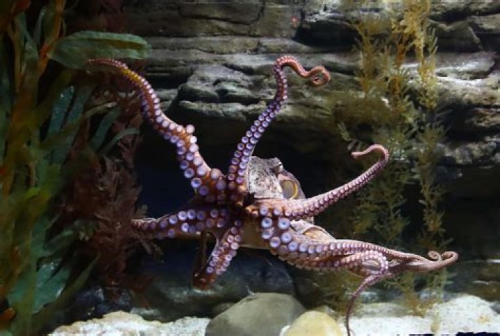 Are Octopus Smarter Than Dolphins