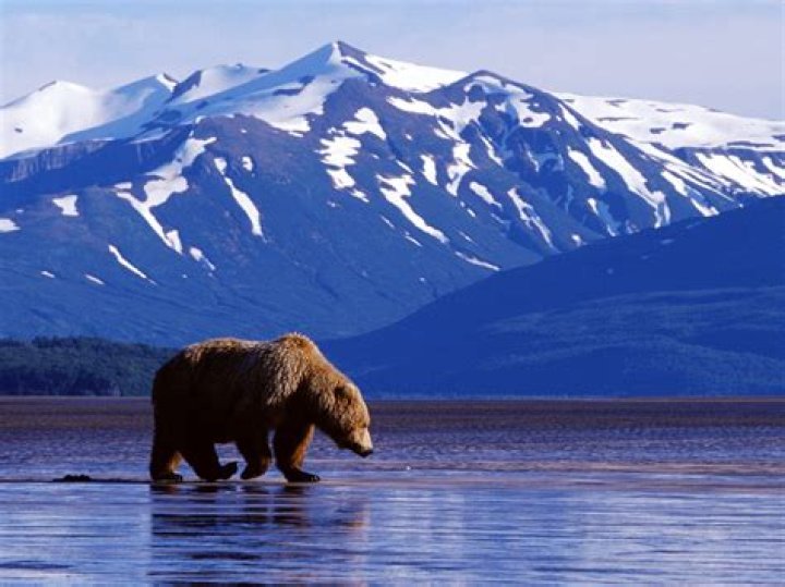Bear in Alaska