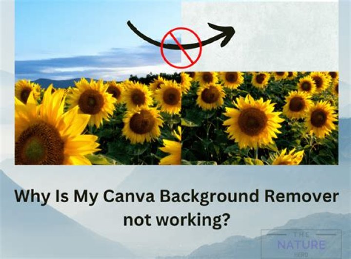 canva background remover not working
