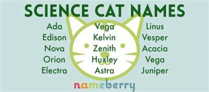 Cat Names | Nameberry