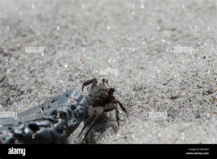 crab-crawls