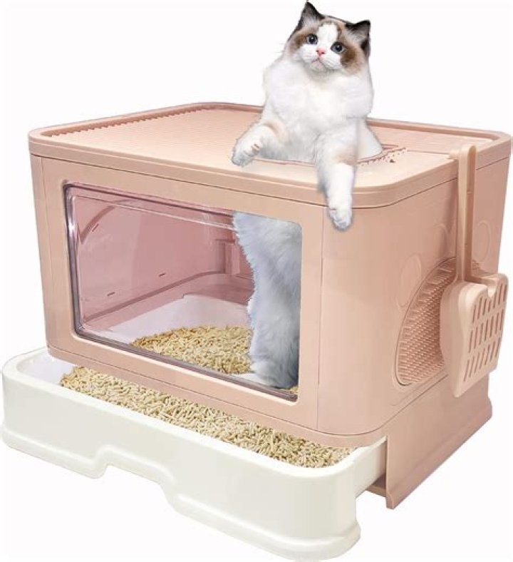 cute litter box 2023