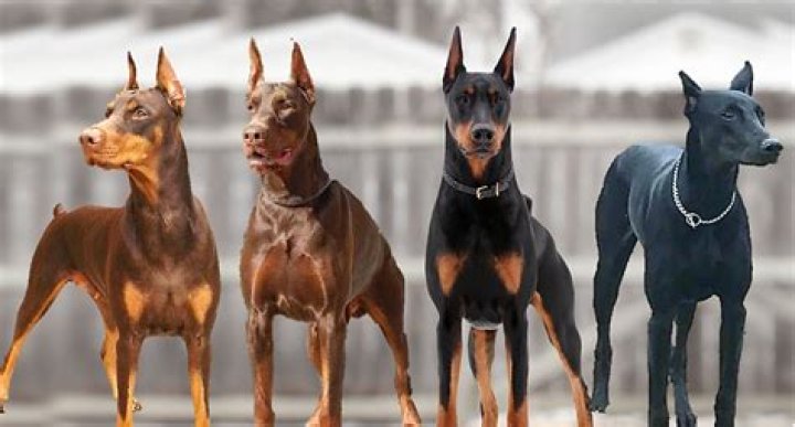 doberman breeders discussion doberman breeders discussion