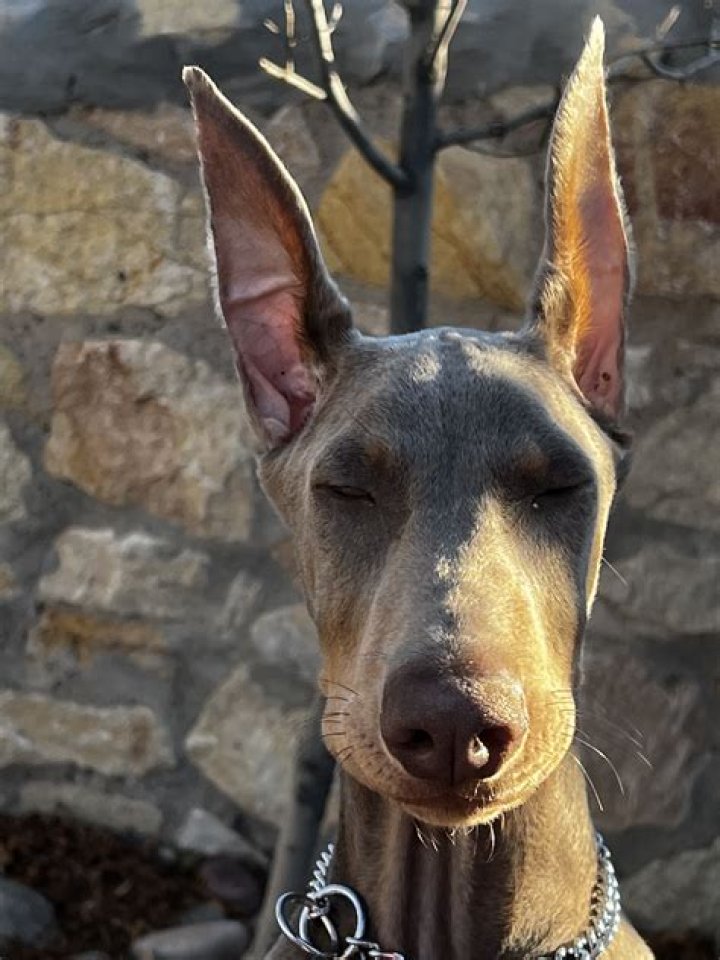 doberman talk forums doberman talk forums