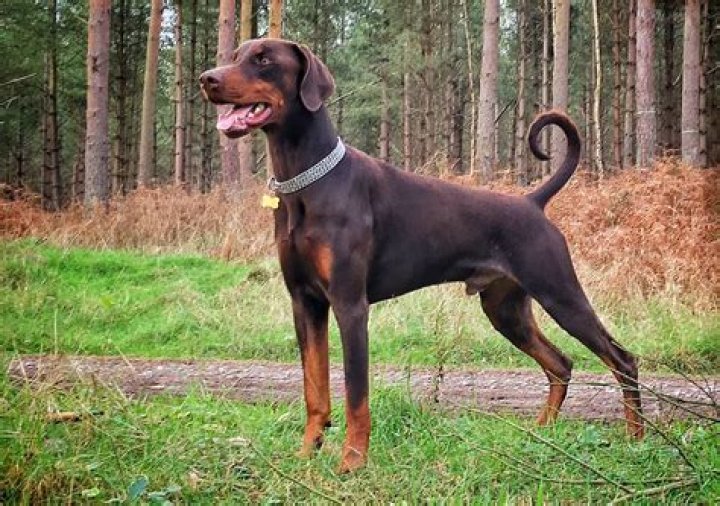 doberman doberman