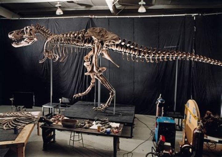 Fossil Restoration Device.png
