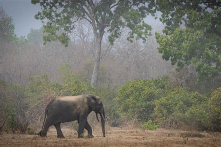 ghana wildlife ghana wildlife