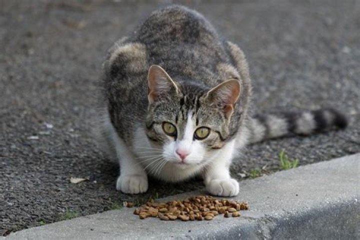 How Far Can A Cat Fall Without Getting Hurt