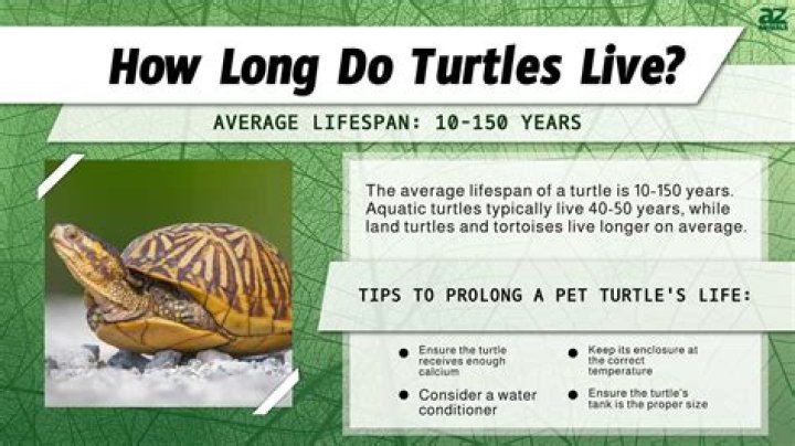 How Long Do Turtles Live