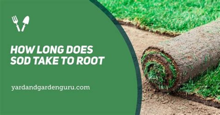 How Long Does Sod Take To Root