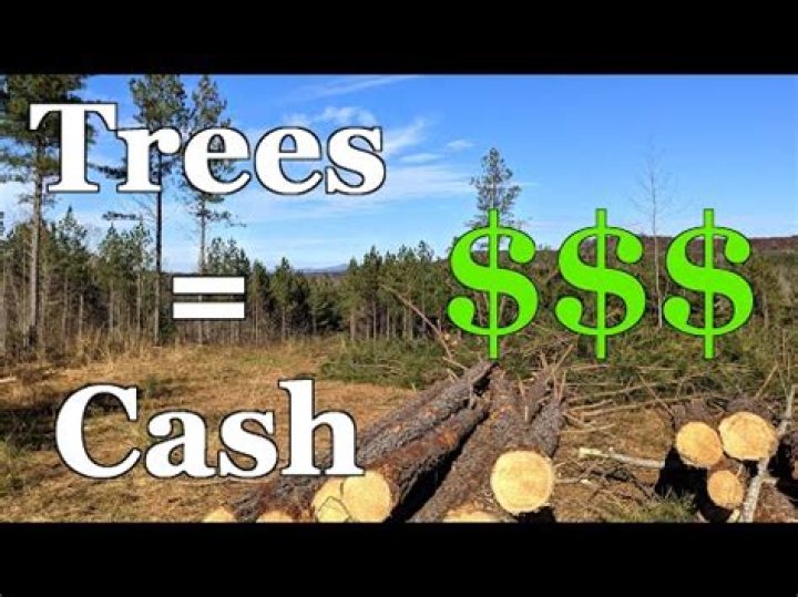 How Much Is A Pine Tree Worth