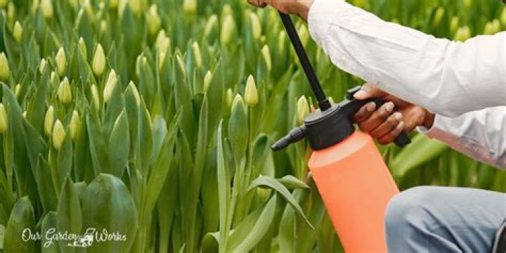 How Often Do You Water Tulips