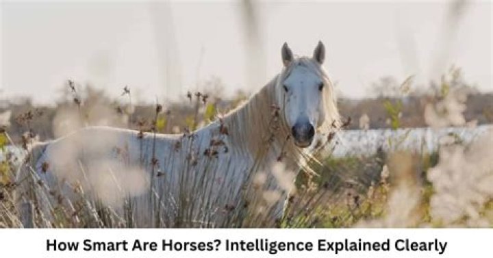 How Smart Are Horses?