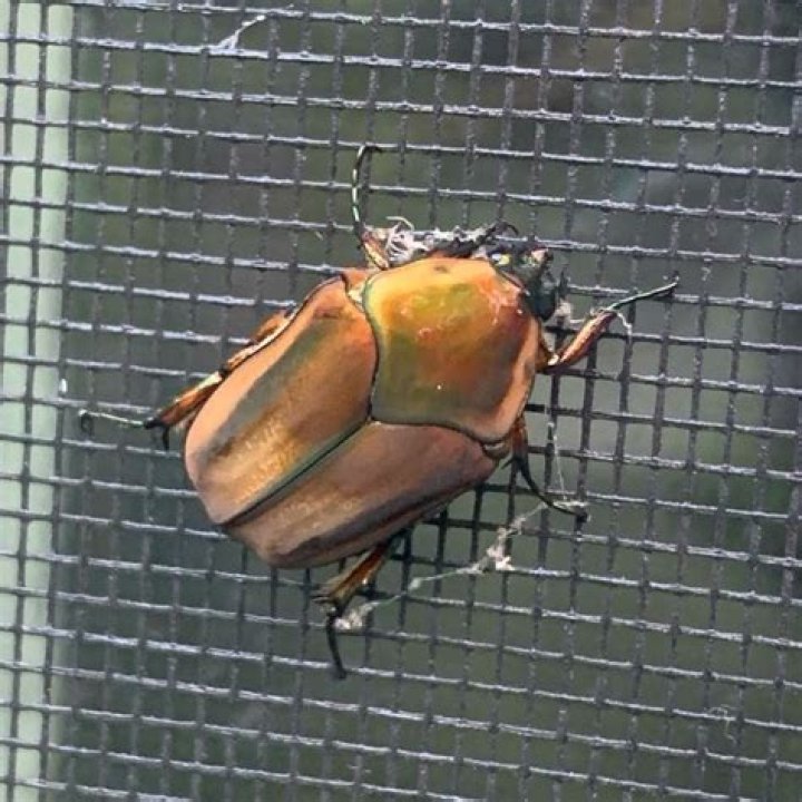 insect-totem