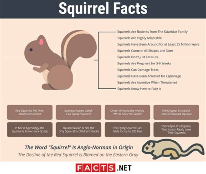 Interesting Facts About Squirrels – 2024 Edition