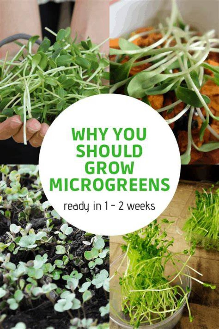 Introducing Microgreens: Younger, And Maybe More Nutritious, Vegetables