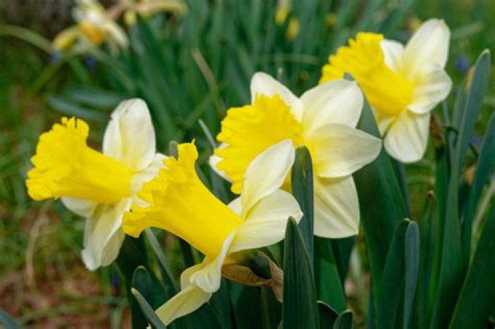 iPhone SE yellow daffodils with green leaves