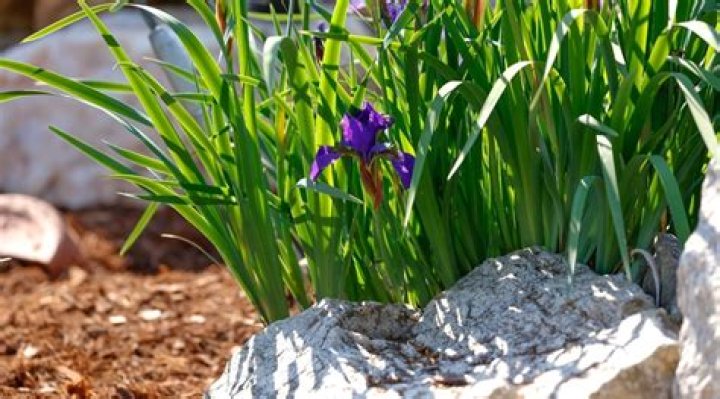 Iris's Haxorus