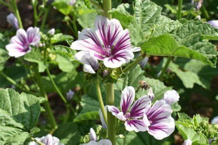 Mallow's Steenee