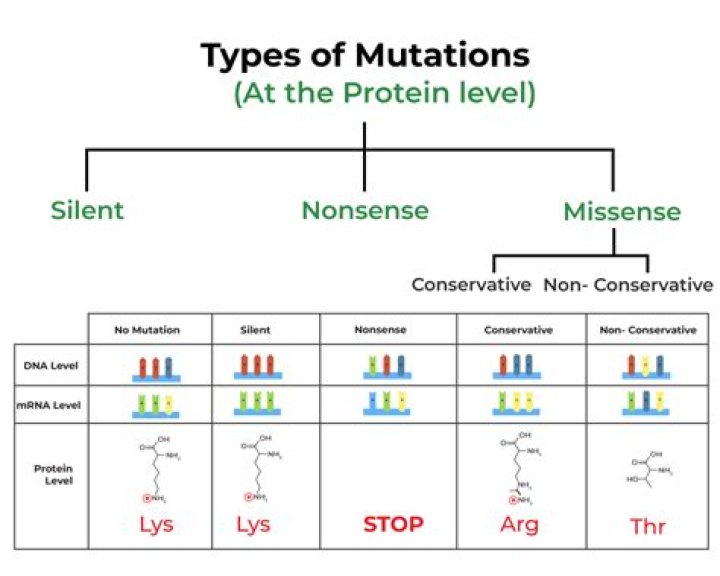 Most Common Mutations in Humans: An Overview