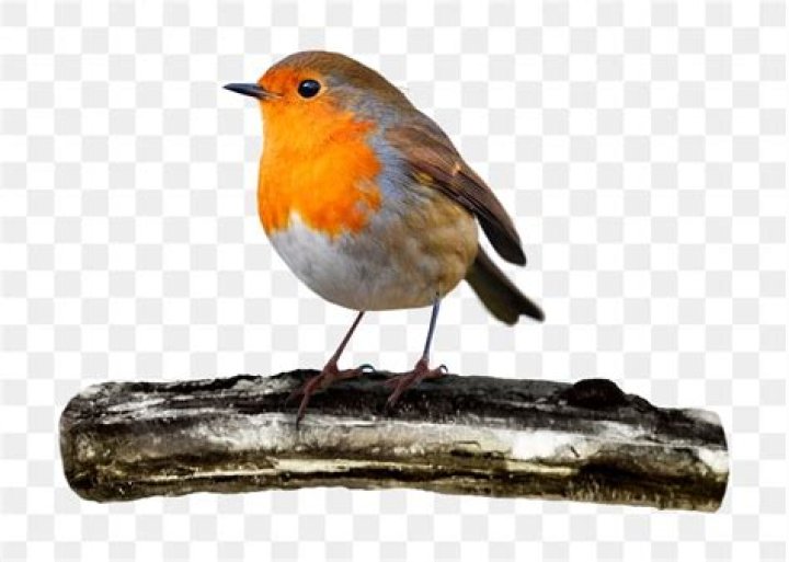 MS Bird II.png