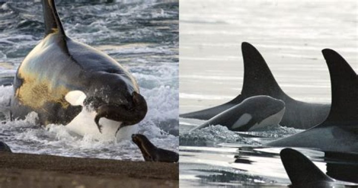 Orcas Are Evil