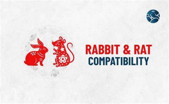 rabbit rat compatibility