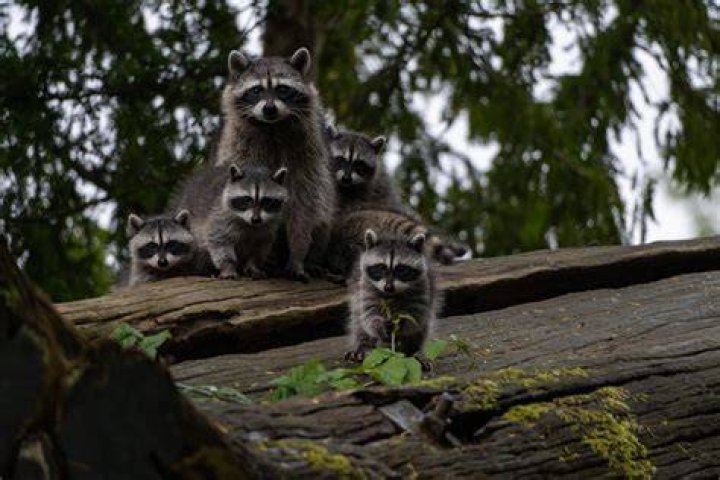 raccoon babies raccoon babies