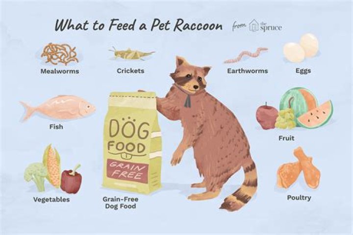 raccoon diet raccoon diet