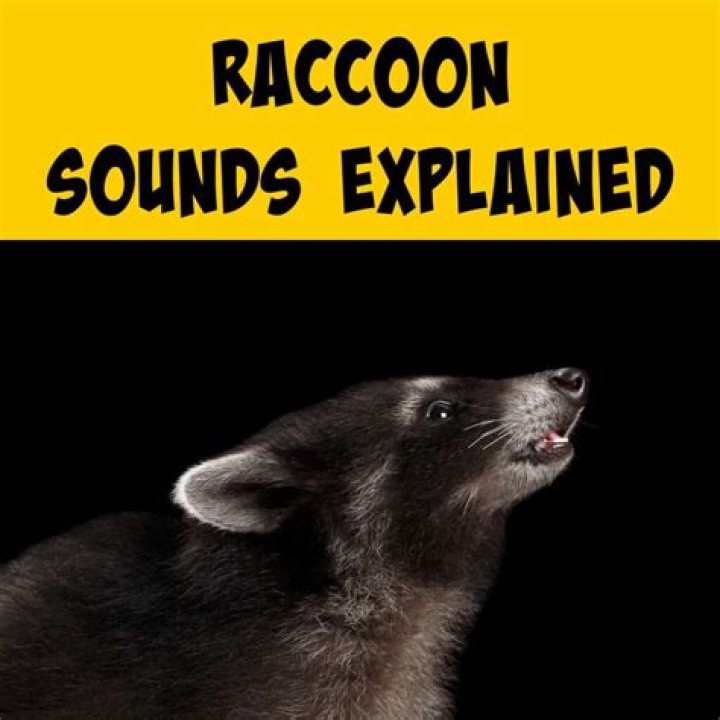 raccoon vocalizations raccoon vocalizations