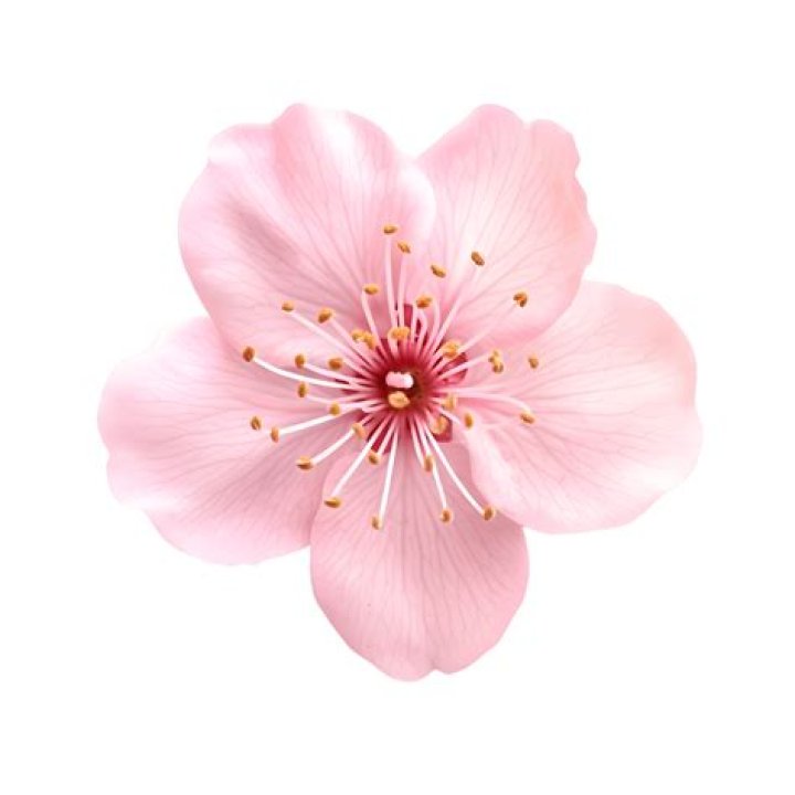 Sakura Espeon.png