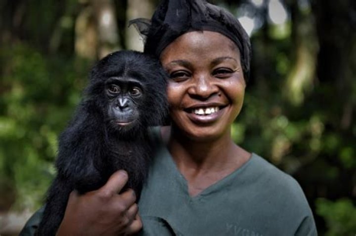 Some Generous Apes May Help Explain The Evolution Of Human Kindness