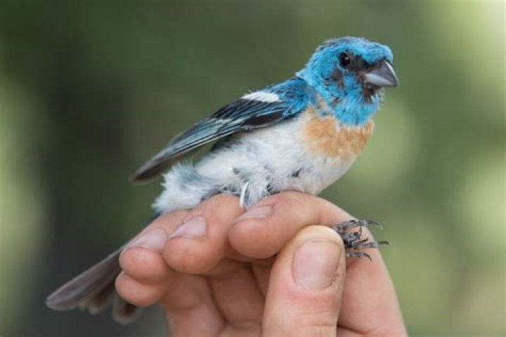 songbird