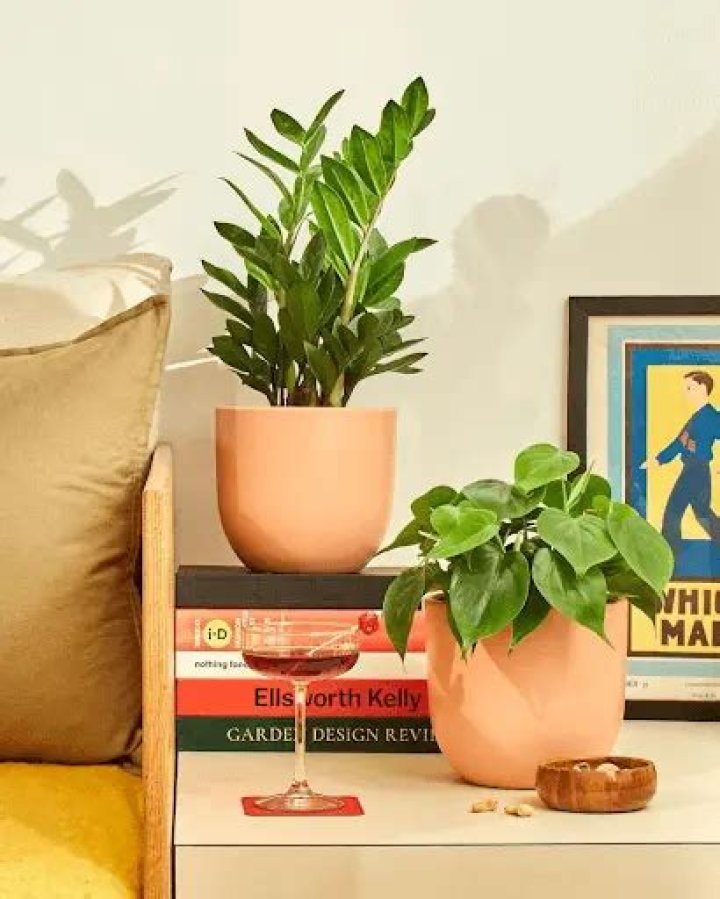 The Sill Plant