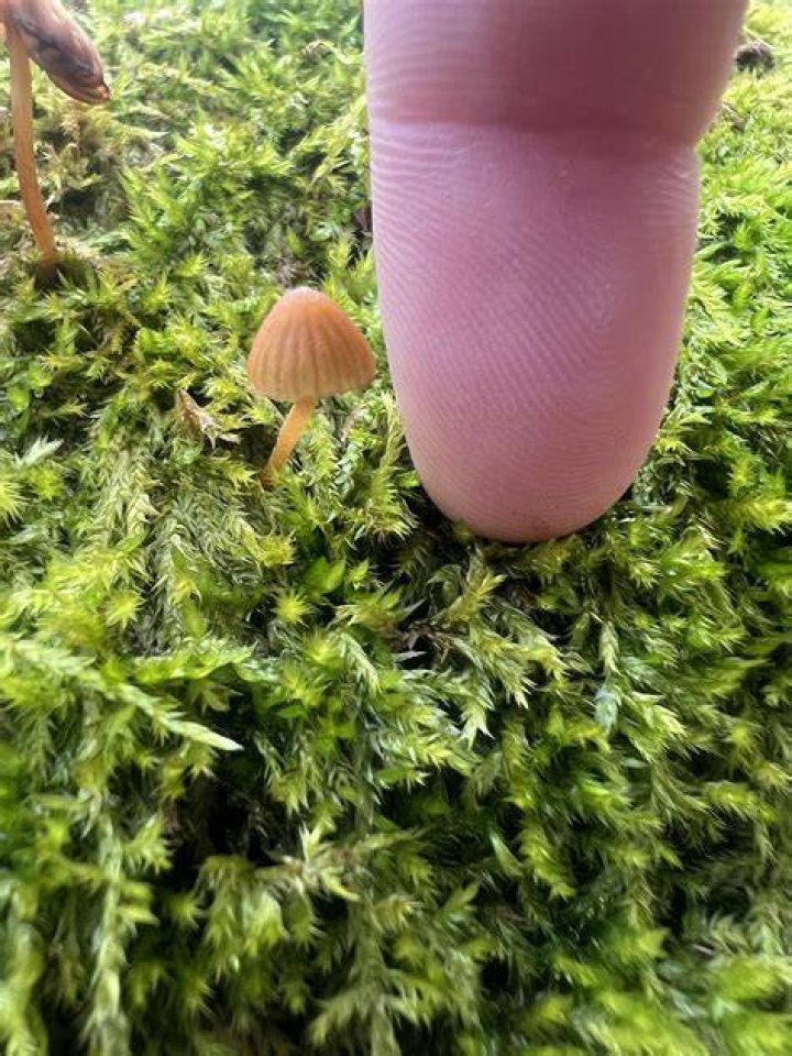 Tiny Mushroom