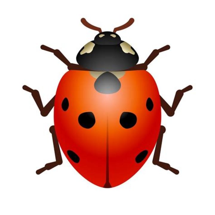 Violet Nymble Struggle Bug.png