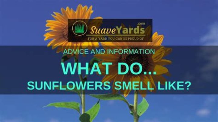 What Do Sunflowers Smell Like