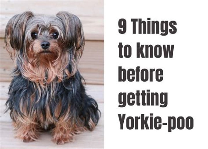 What do you know about Yorkies?