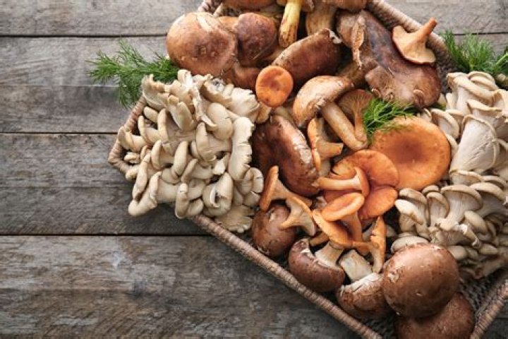 What Eats Mushrooms