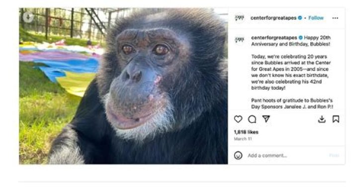 What Happened To Bubbles The Chimp