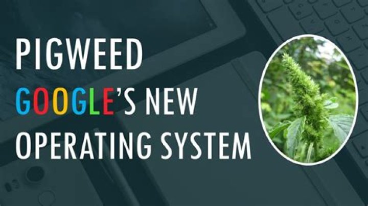What is Google Pigweed