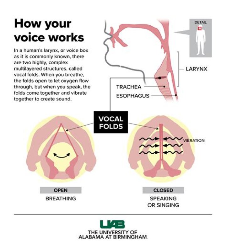 When Does Your Voice Fully Develop