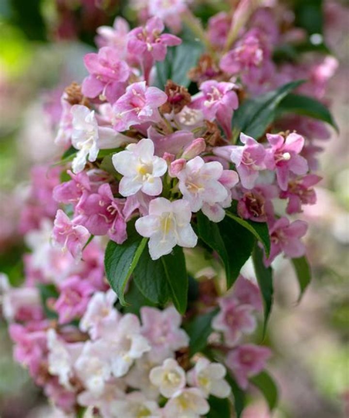 When To Prune Weigela