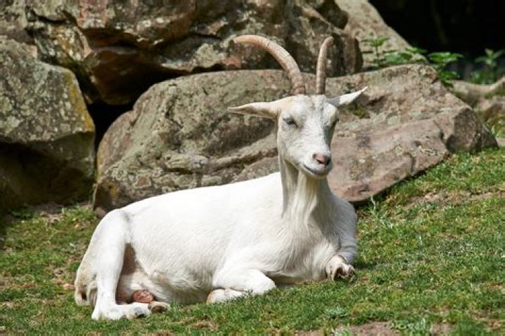 Why Do Goats Scream