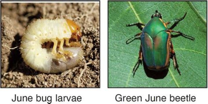 Why Do June Bugs Die So Fast